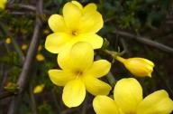 如何區(qū)分迎春花和連翹花？