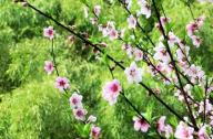 如何區(qū)分桃花和杏花？