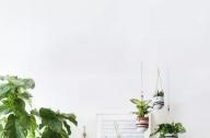 家庭綠植如何擺放更出彩？