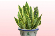 如何養(yǎng)殖虎皮蘭？