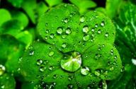 裝修后用植物吸收有害氣體能否達(dá)到預(yù)期效果？