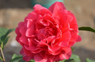 山茶花應(yīng)該怎么種植？