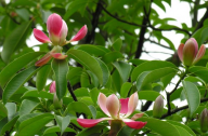 紅花木蓮的常見(jiàn)病蟲害防治方法
