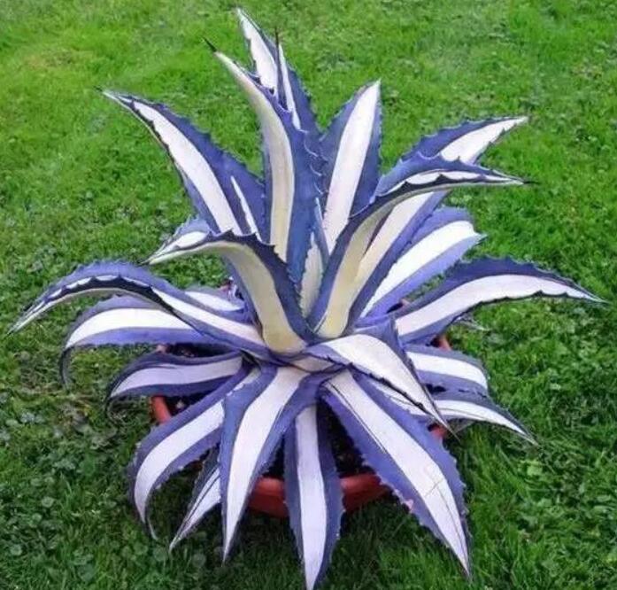 園林經(jīng)典之作 廈門(mén)萬(wàn)石植物園