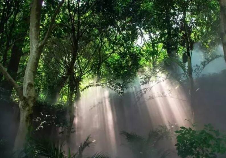 園林經(jīng)典之作 廈門(mén)萬(wàn)石植物園