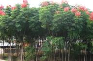 亞洲寶樹(shù):黃山欒樹(shù)