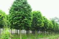 ?？诩爸苓叺貐^(qū)植物群落示例