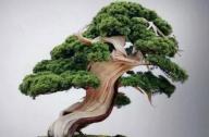 盆景七大類，你都知道嗎？