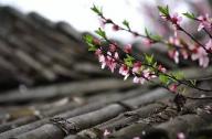 驅(qū)風(fēng)辟邪植物有哪些？