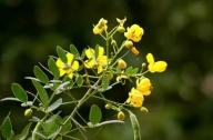 清肝明目，潤腸通便的植物：決明子、菊花
