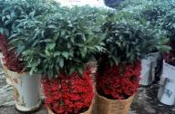 家庭養(yǎng)花：富貴籽養(yǎng)植技術分享