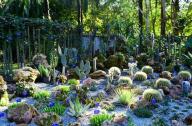 1月20日，中國(guó)科學(xué)院西雙版納熱帶植物園一年一度的多肉展如約而至